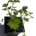 Organic Flat-leaved Parsley Plant, 2.5-inch Pot, Live Italian Parsley (Petroselinum crispum) - by Smoke Camp Crafts