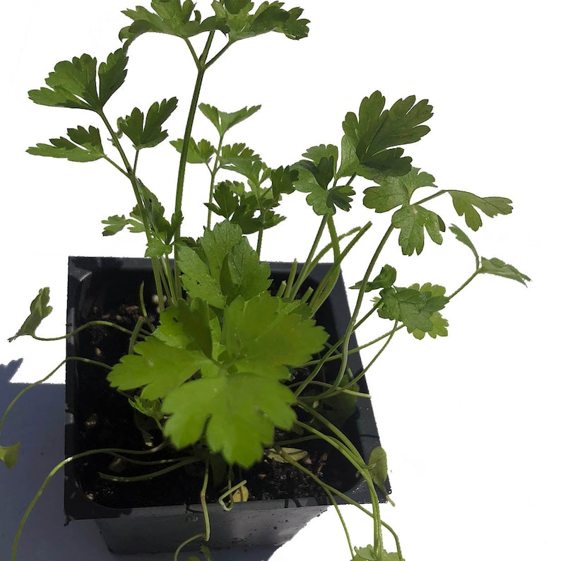 Organic Flat-leaved Parsley Plant, 2.5-inch Pot, Live Italian Parsley (Petroselinum crispum) - by Smoke Camp Crafts