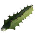 Organic Cathedral Cactus Cutting - Euphorbia trigona - 1-2 Inch Devil's Backbone Plant Cutting - Naturally Grown by Smoke Camp Crafts