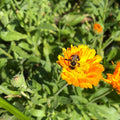 Organic Calendula Plant 2.5-inch Pot - Calendula officinalis - Edible Flower for Salves & Herbal Remedies - Easy to Grow