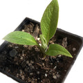 Organic Comfrey Plant 2.5-inch Pot - Symphytum officinale - Medicinal Herb for Pollinator Gardens & Permaculture