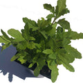 Organic Epazote Plant 2.5-inch Pot - Dysphania ambrosioides, Mexican Tea Herb for Culinary and Herbal Use by Smoke Camp Crafts