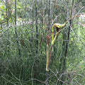 Organic Bronze Fennel Plant in 2.5-Inch Pot | Foeniculum vulgare "Purpureum" | Naturally Grown, Chemical-Free Gardening