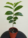 Soursop Fruit Tree Seedling - 6" Annona muricata - Tropical Fruit Plant for Drinks & Milkshakes - Guanábana