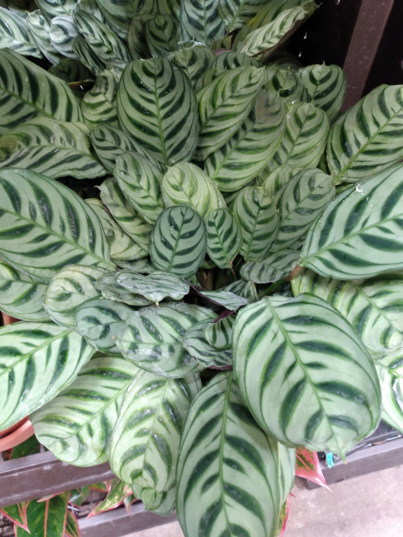 Fishbone Prayer Plant - 1 Small Plant - Ctenanthe burle-marxii - Easy Care Tropical Houseplant - Bare Root with Soil