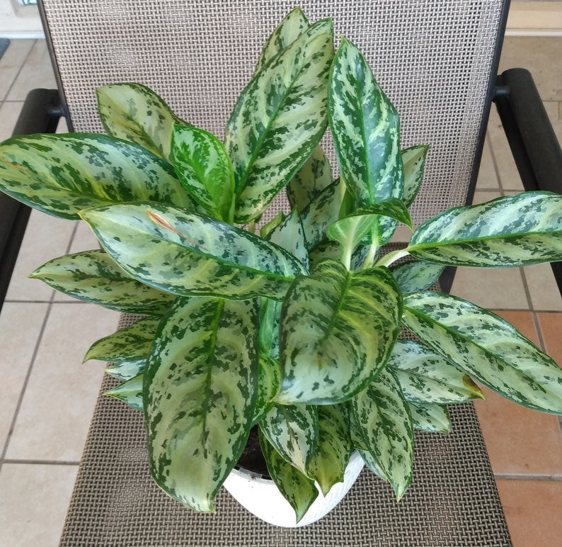 Aglaonema Golden Plant - Small Rooted + Free Cutting - Aglaonema commutatum - Low Maintenance Indoor Houseplant