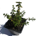 Organic Lemon Thyme Plant 2.5-Inch Pot Thymus vulgaris x citriodorus - Naturally Grown, No Pesticides, Small Batch