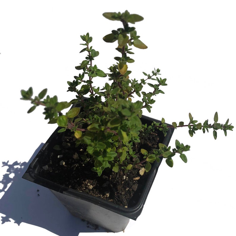Organic Lemon Thyme Plant 2.5-Inch Pot Thymus vulgaris x citriodorus - Naturally Grown, No Pesticides, Small Batch