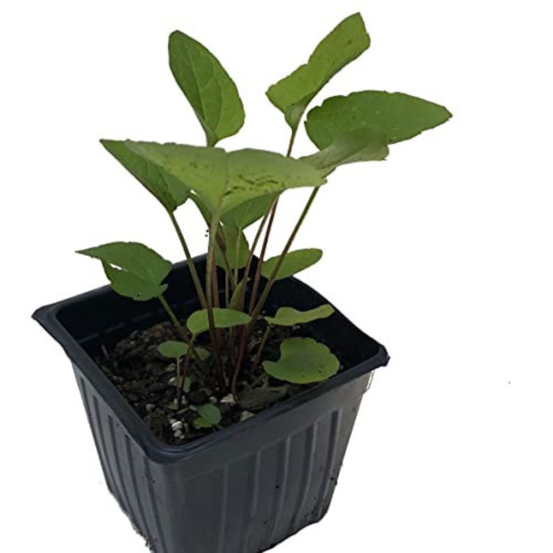 Organic Brown-eyed Susan Plant in 2.5-inch Pot, Native Pollinator, Rudbeckia triloba, Eco-Friendly, Woman-Owned Business
