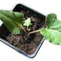 Organic Greater Burdock Plant in 2.5-inch Pot - Edible Burdock (Arctium lappa) for Culinary & Medicinal Uses - Live Plant