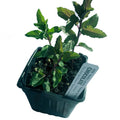 Organic Chocolate Mint Plant in 2.5-inch Pot | Mentha x piperita f. citrata 'Chocolate' | Aromatic Herb for Tea & Cooking