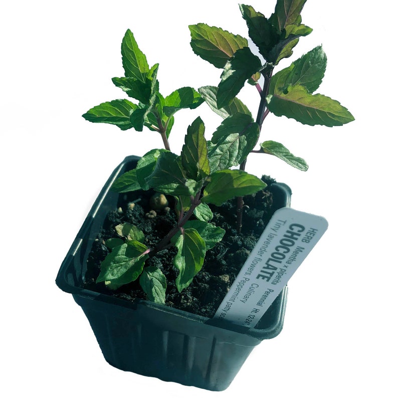 Organic Chocolate Mint Plant in 2.5-inch Pot | Mentha x piperita f. citrata 'Chocolate' | Aromatic Herb for Tea & Cooking