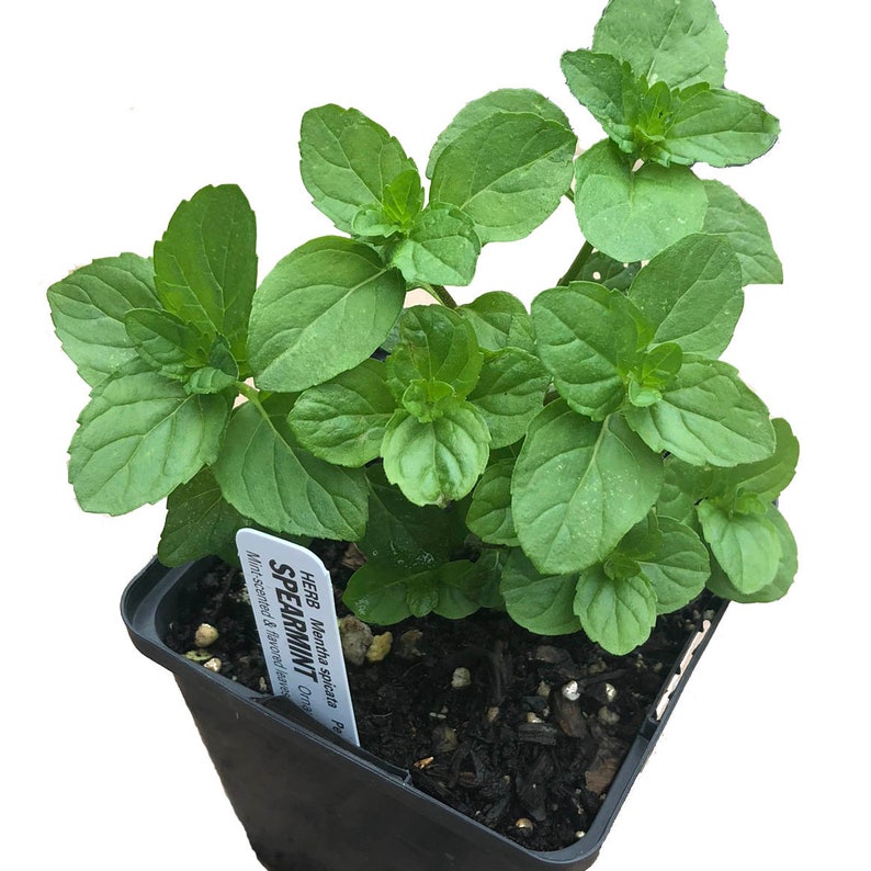Organic Spearmint Plant in 2.5-Inch Pot, Mentha spicata, Culinary Herb for Mojitos, Easy-to-Grow, West Virginia Grown