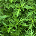 Organic Mugwort Plant in 2.5-Inch Pot - Artemisia vulgaris - Hardy Perennial Herb for Herbal Remedies and Gardens
