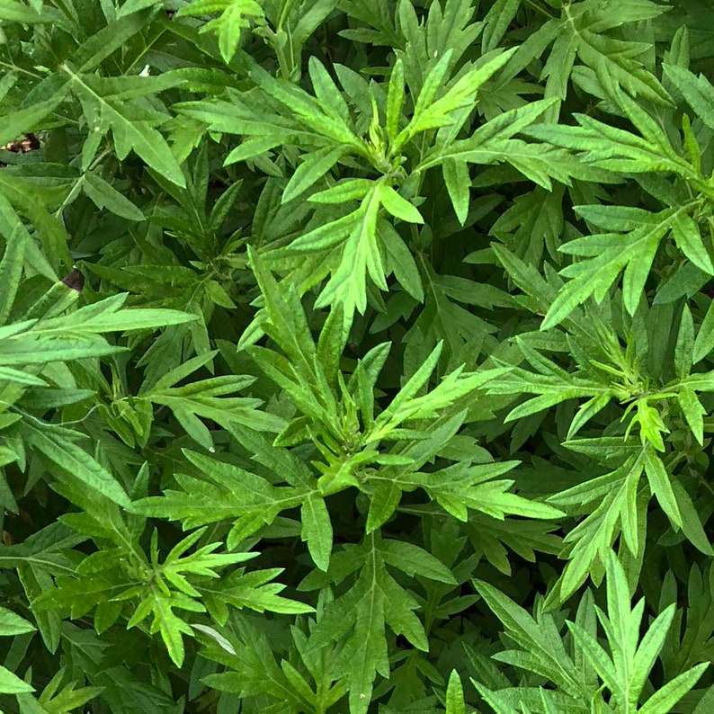 Organic Mugwort Plant in 2.5-Inch Pot - Artemisia vulgaris - Hardy Perennial Herb for Herbal Remedies and Gardens