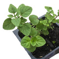 Organic Oregano Plant in 2.5-Inch Pot, Greek Variety (Origanum vulgare) - Live Naturally Grown Herb by Smoke Camp Crafts