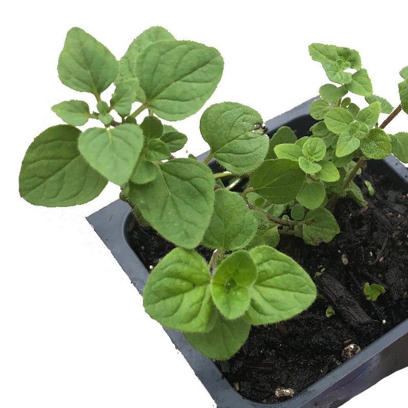 Organic Oregano Plant in 2.5-Inch Pot, Greek Variety (Origanum vulgare) - Live Naturally Grown Herb by Smoke Camp Crafts