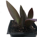 Organic Purple Heart Plant in 2.5-inch Pot - Tradescantia pallida - Easy-to-Grow Spiderwort - Naturally Grown, Women-Owned