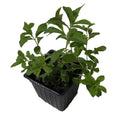 Organic Stevia Plant in 2.5-inch Pot, Sweet Leaf Sugar Leaf (Stevia rebaudiana) - Naturally Grown, Live Plant by Smoke Camp Crafts