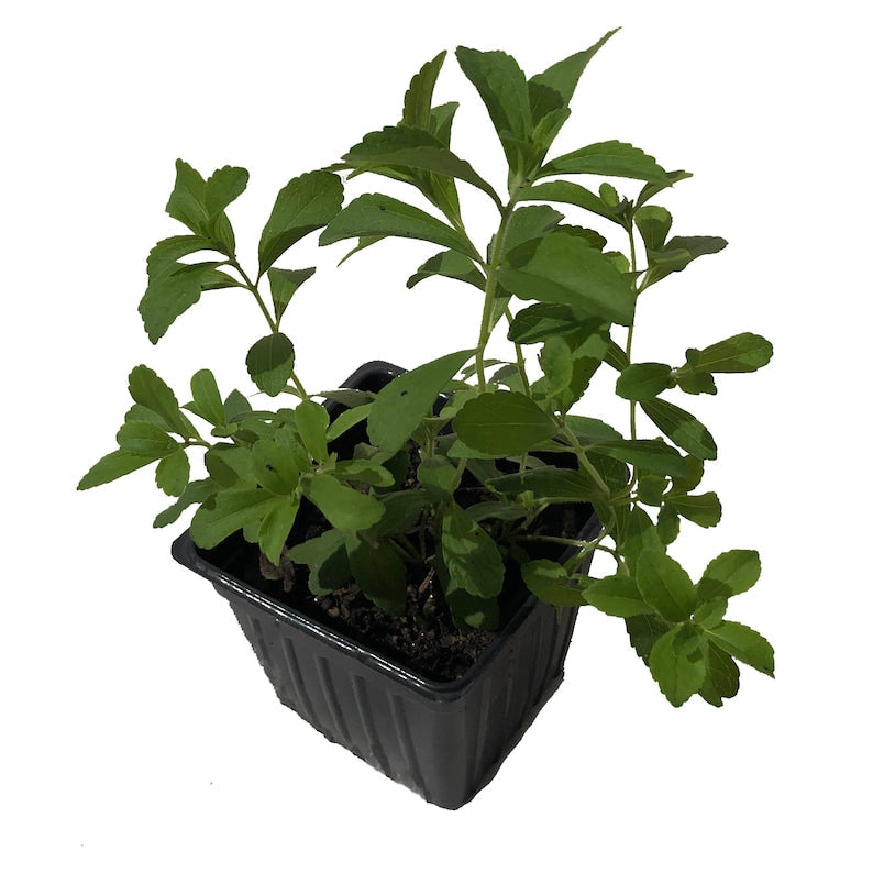 Organic Stevia Plant in 2.5-inch Pot, Sweet Leaf Sugar Leaf (Stevia rebaudiana) - Naturally Grown, Live Plant by Smoke Camp Crafts