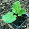 Organic Victoria Rhubarb Plant in 2.5-Inch Pot - Rheum rhabarbarum - First-Year Seedling by Smoke Camp Crafts
