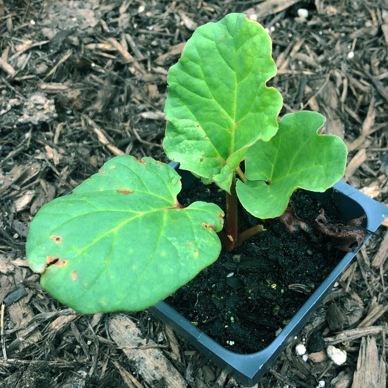 Organic Victoria Rhubarb Plant in 2.5-Inch Pot - Rheum rhabarbarum - First-Year Seedling by Smoke Camp Crafts
