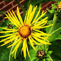 Organic Elecampane Plant 2.5-Inch Pot (Inula Helenium) - Naturally Grown, Pesticide-Free, West Virginia Cultivated