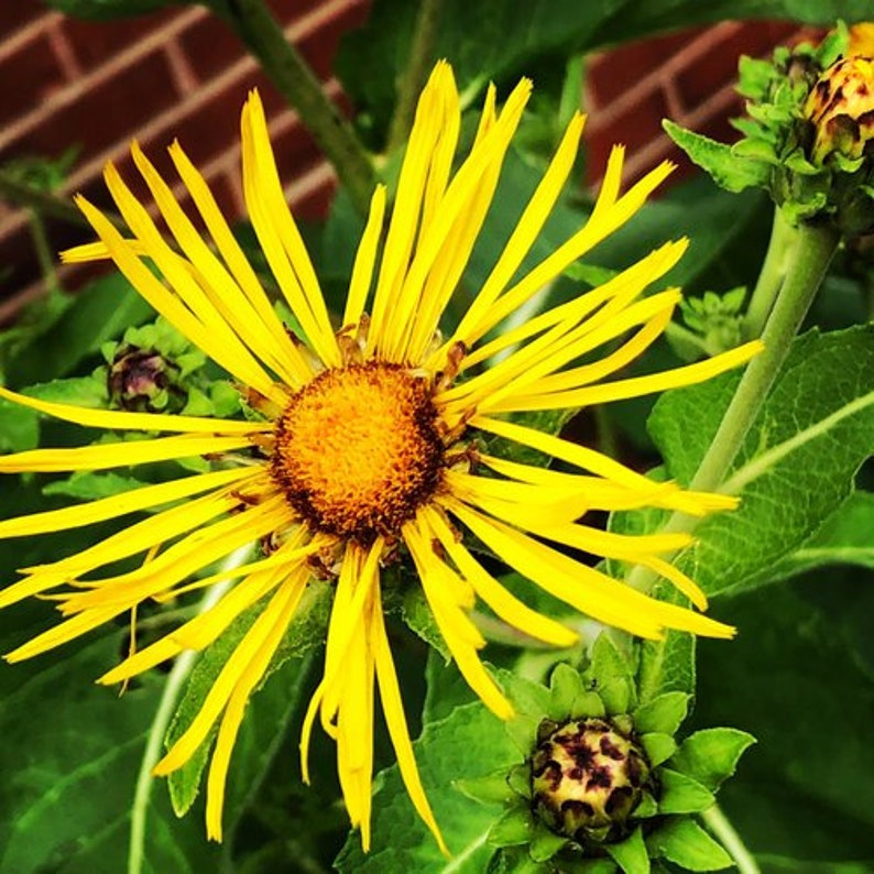 Organic Elecampane Plant 2.5-Inch Pot (Inula Helenium) - Naturally Grown, Pesticide-Free, West Virginia Cultivated