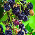 Arapaho Thornless Blackberry Plant - 24-36 Inch - Disease Resistant, Early Season, Rubus fruticosus