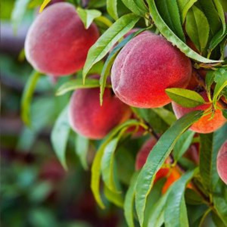 Red Haven Peach Tree - 24-36 Inches - Freestone, Almost Fuzzless, Sweet Flavor - Prunus persica - Disease Resistant, Self-Fertile