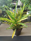 Gold Star Crotton Plant - Small Rooted Plant + Free Cutting - Codiaeum variegatum - Low Maintenance Tropical Houseplant