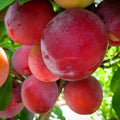 Santa Rosa Plum Tree - 24-36 inches - Mid Season - Prunus salicina - Sweet Juicy Fruit, Purple Red Skin, Pollinator Required