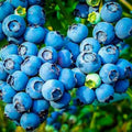 Powder Blue Blueberry Plant - 24-36 Inches - Sweet Tart Berries - Vaccinium corymbosum - Mid-Late Season, Zone 6-9