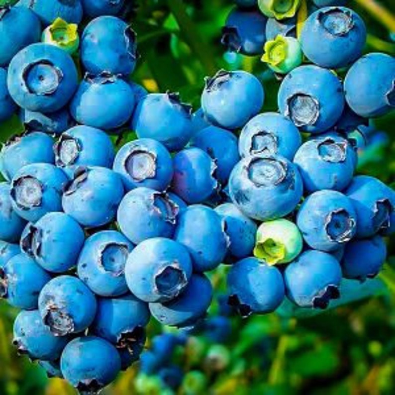 Powder Blue Blueberry Plant - 24-36 Inches - Sweet Tart Berries - Vaccinium corymbosum - Mid-Late Season, Zone 6-9