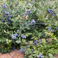 Tiff Blue Blueberry Bush - 24-36 Inch - Drought Resistant, Disease Resistant, Excellent Flavor - Vaccinium corymbosum