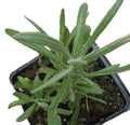Organic Lavender Plant 2.5-inch Pot Purple Flowering Lavandula angustifolia by Smoke Camp Crafts - Starter Herb Plant