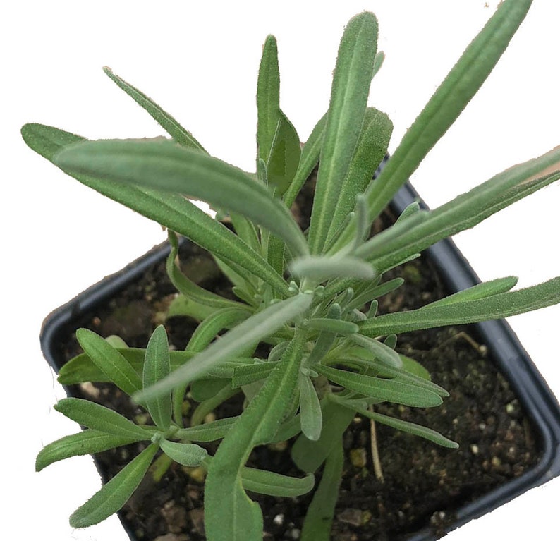 Organic Lavender Plant 2.5-inch Pot Purple Flowering Lavandula angustifolia by Smoke Camp Crafts - Starter Herb Plant