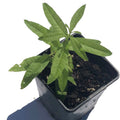 Organic Lemon Verbena Plant in 2.5-Inch Pot, Aloysia citrodora, Naturally Grown by Smoke Camp Crafts - Live Herb Plant