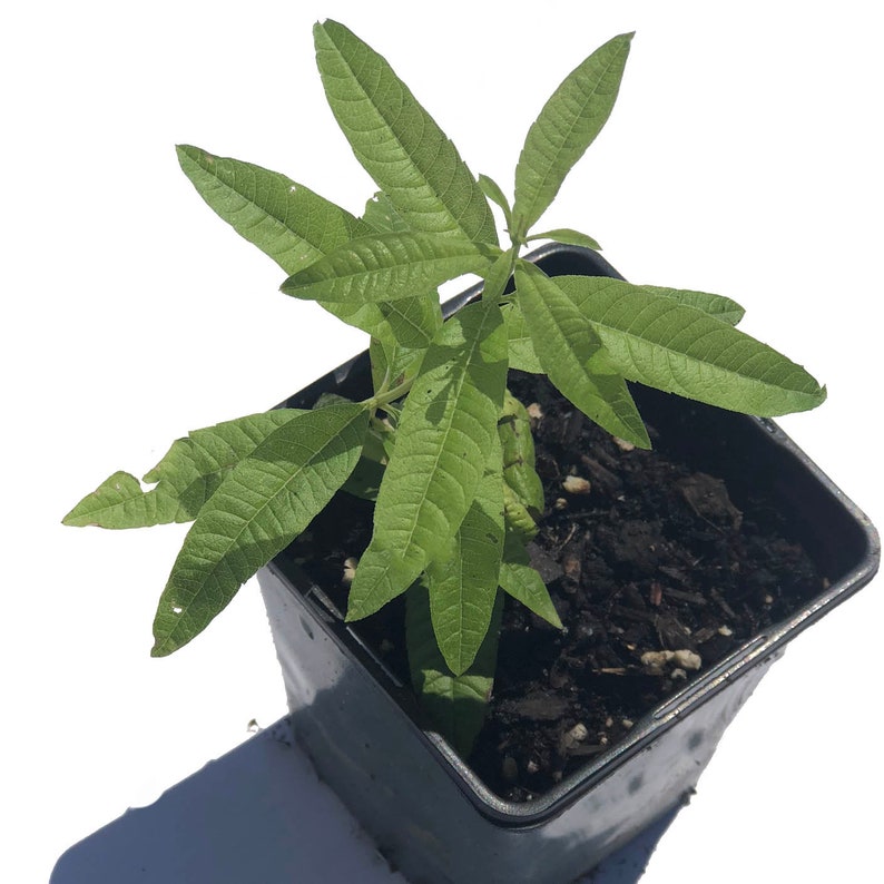 Organic Lemon Verbena Plant in 2.5-Inch Pot, Aloysia citrodora, Naturally Grown by Smoke Camp Crafts - Live Herb Plant
