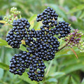 Elderberry Tree 24-36" John’s Variety (Sambucus nigra) - Large Berries, Pollinator Required, Zones 4-8