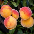 Elberta Peach Tree - 24-36 Inches - Juicy Sweet Yellow Fruit - Prunus persica - Mid-Late Season Variety - Zones 5-9