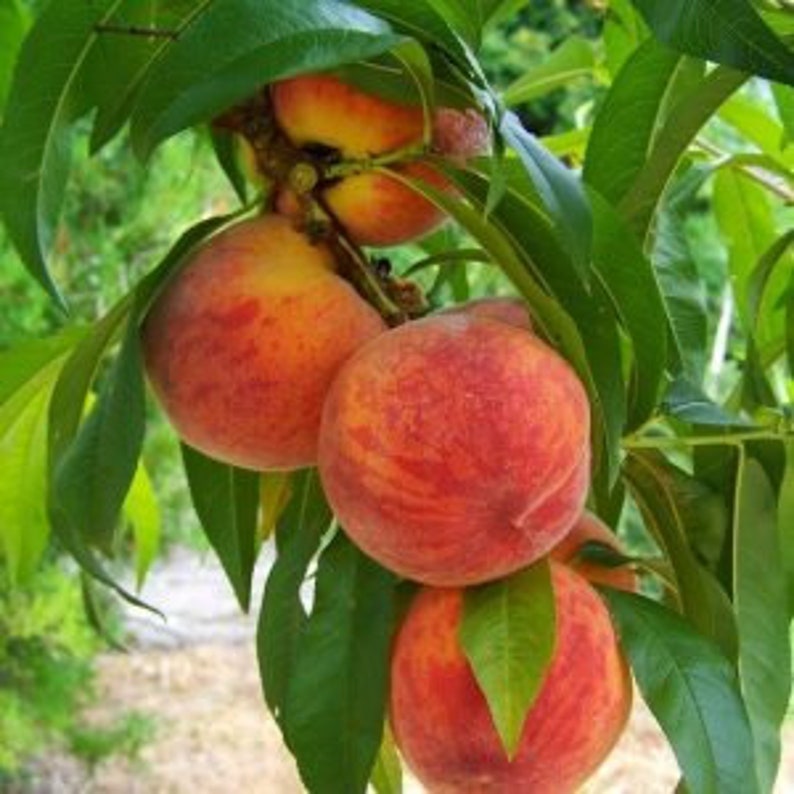 Flordacrest Peach Tree - 24-36" - Medium Red Fruit with Yellow Flesh - Prunus persica - Ideal for Warm Climates, Zones 8-9