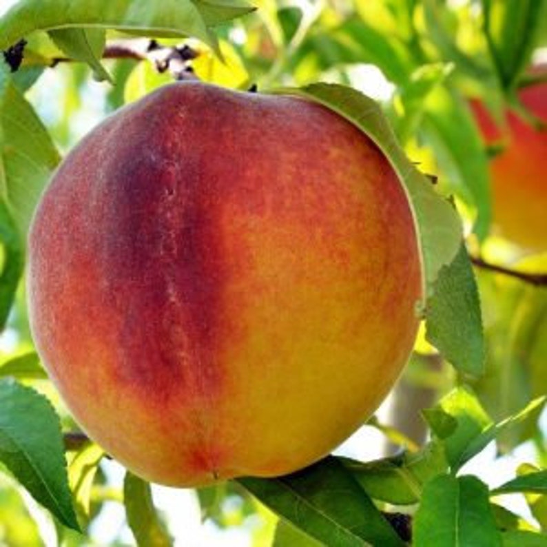 Flordaking Peach Tree - 24-36 Inch - Early Season Yellow Peach - Prunus persica - Aromatic & Sweet Fruits