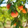 Harvester Peach Tree - 24-36 Inches - Yellow Crimson Freestone Fruit - Prunus persica - High Yield, Low Maintenance, Zone 6-9