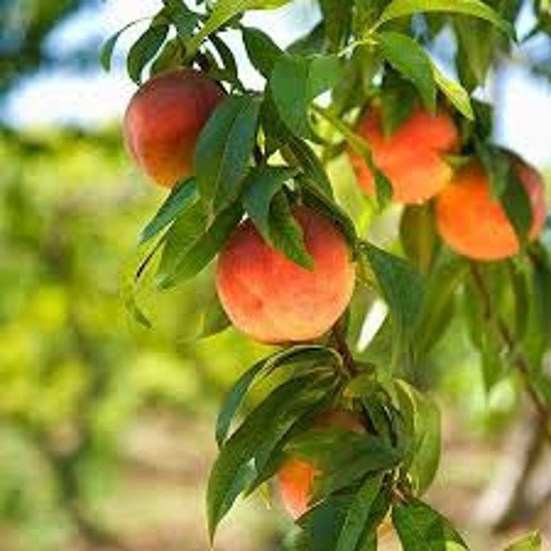 Harvester Peach Tree - 24-36 Inches - Yellow Crimson Freestone Fruit - Prunus persica - High Yield, Low Maintenance, Zone 6-9