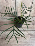 Philodendron Tortum in 6" Pot - Rare Tropical Plant with Unique Deep-Cut Leaves - Philodendron Tortum