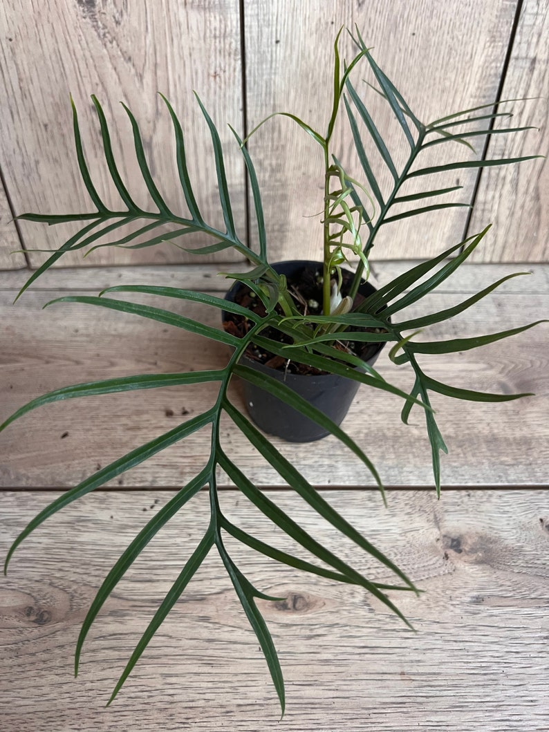 Philodendron Tortum in 6" Pot - Rare Tropical Plant with Unique Deep-Cut Leaves - Philodendron Tortum