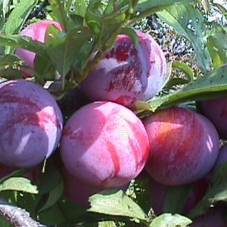 Ozark Premier Plum Tree - 24-36 Inches - Red Skin Freestone - Prunus domestica