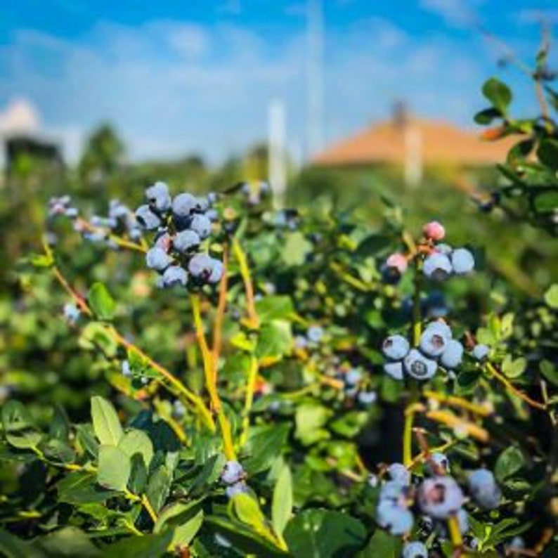 Premier Blueberry Bush 24-36" Early Season Variety Vaccinium corymbosum, Large Light Blue Berries, High pH Tolerant