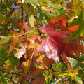 Northern Red Oak Tree 2-3' Quercus rubra Fast Growing Bristle-tipped Leaves Red Fall Color